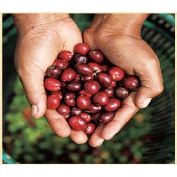 "Rich Special Blend Drip Coffee Bags by UCC Craftmans - 50 Bags" - Image 3